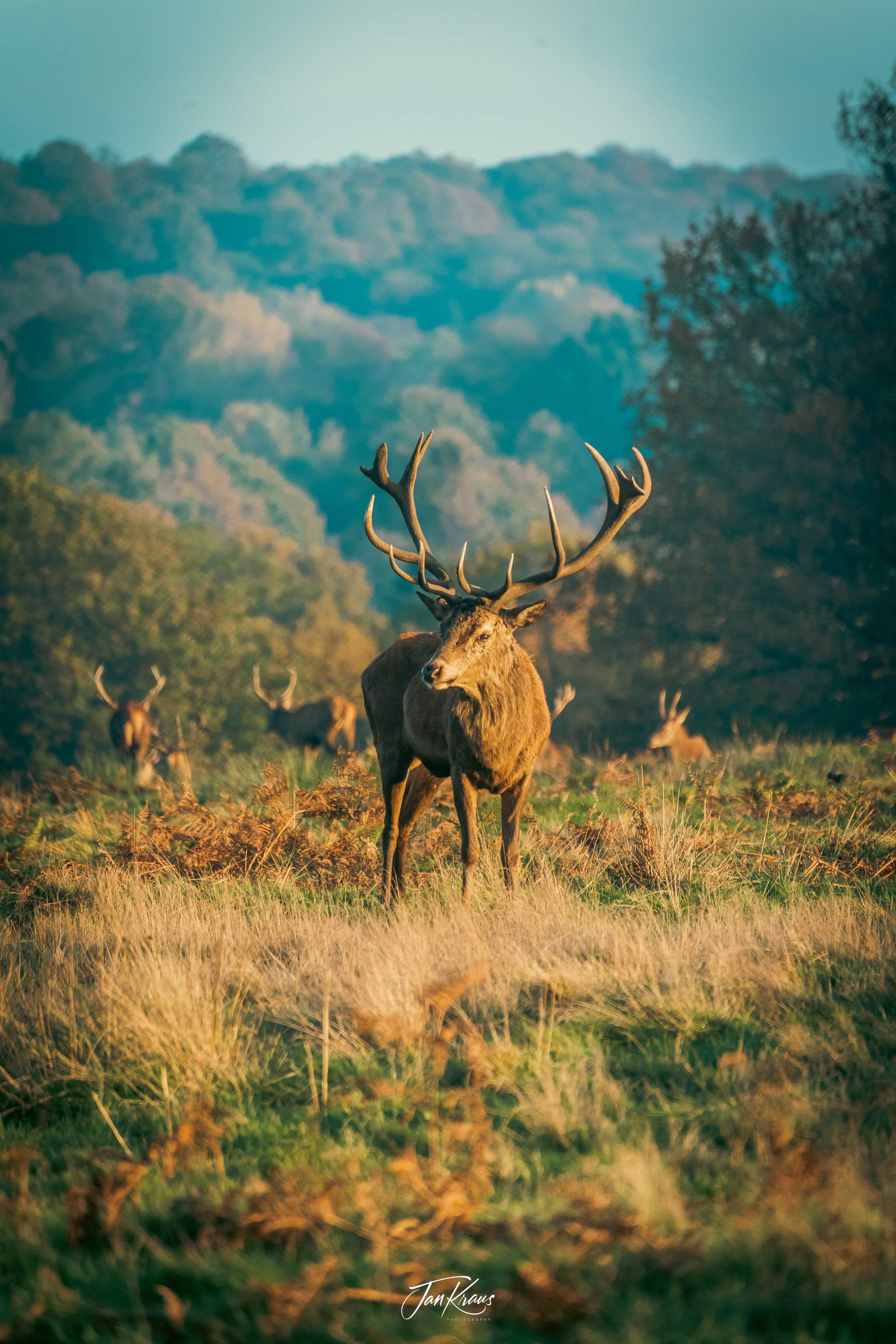 A red deer spotted in Richmond Park, London, UK