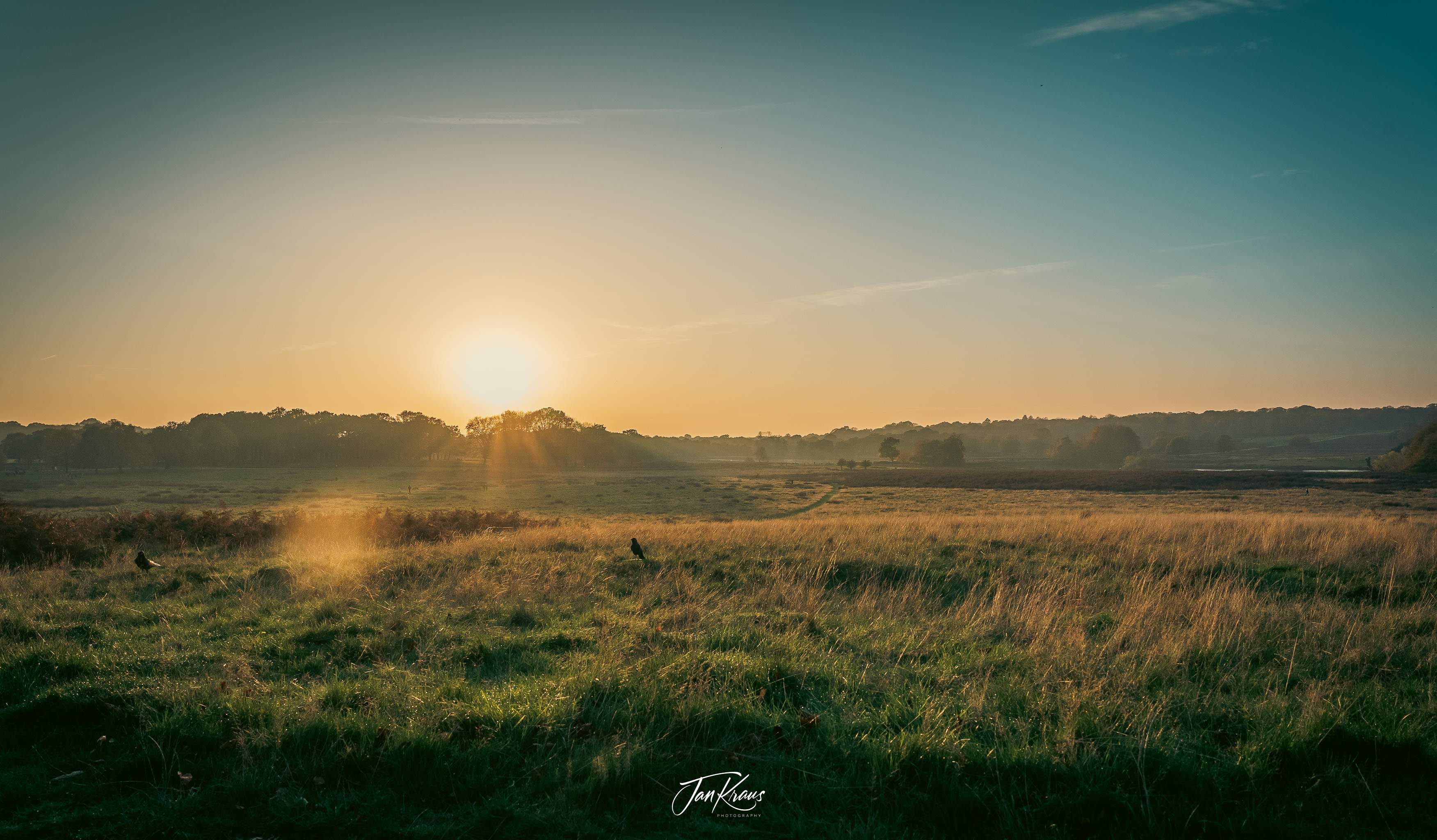 A view from Richmond Park, London, UK