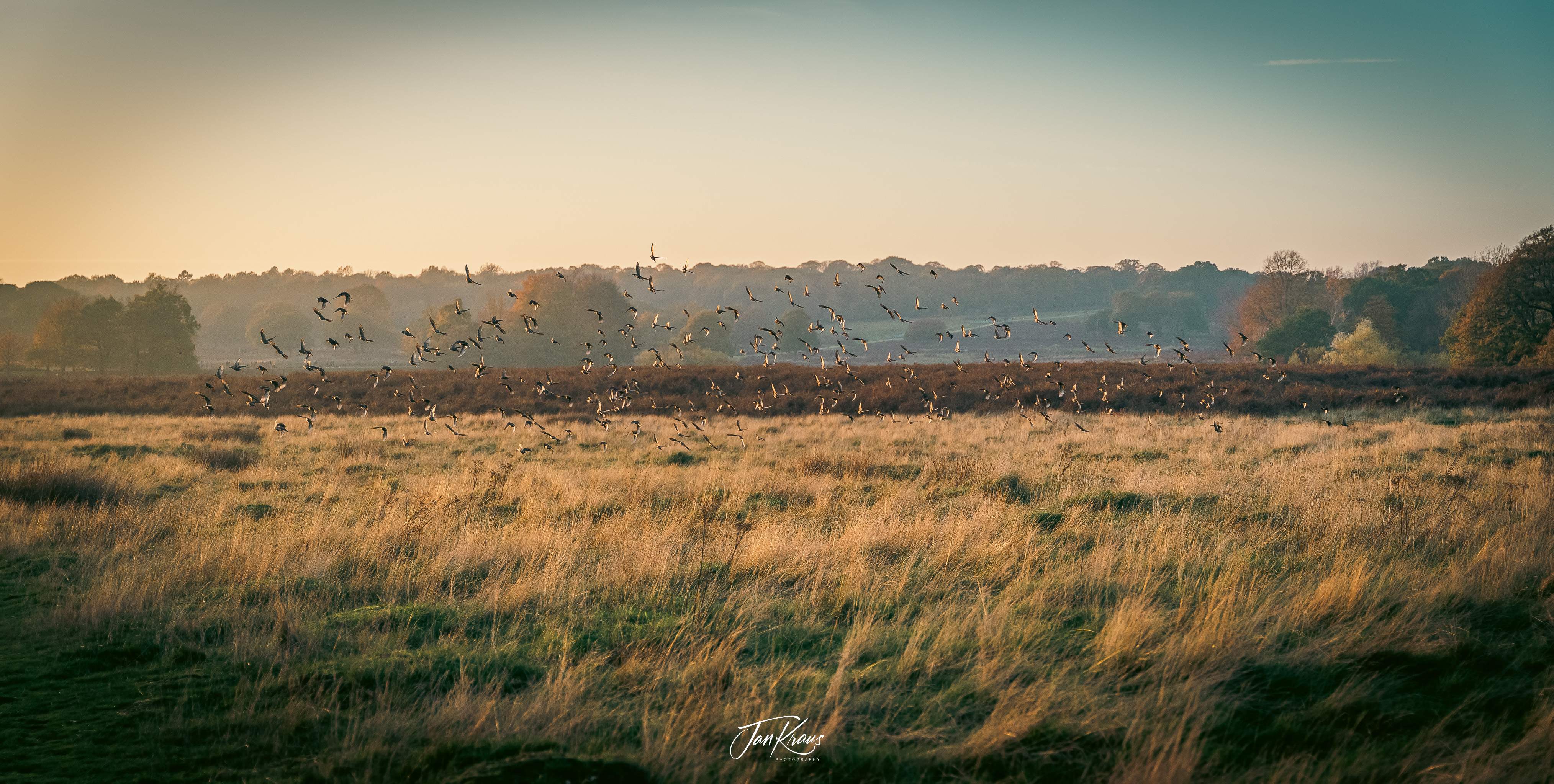 A view from Richmond Park, London, UK