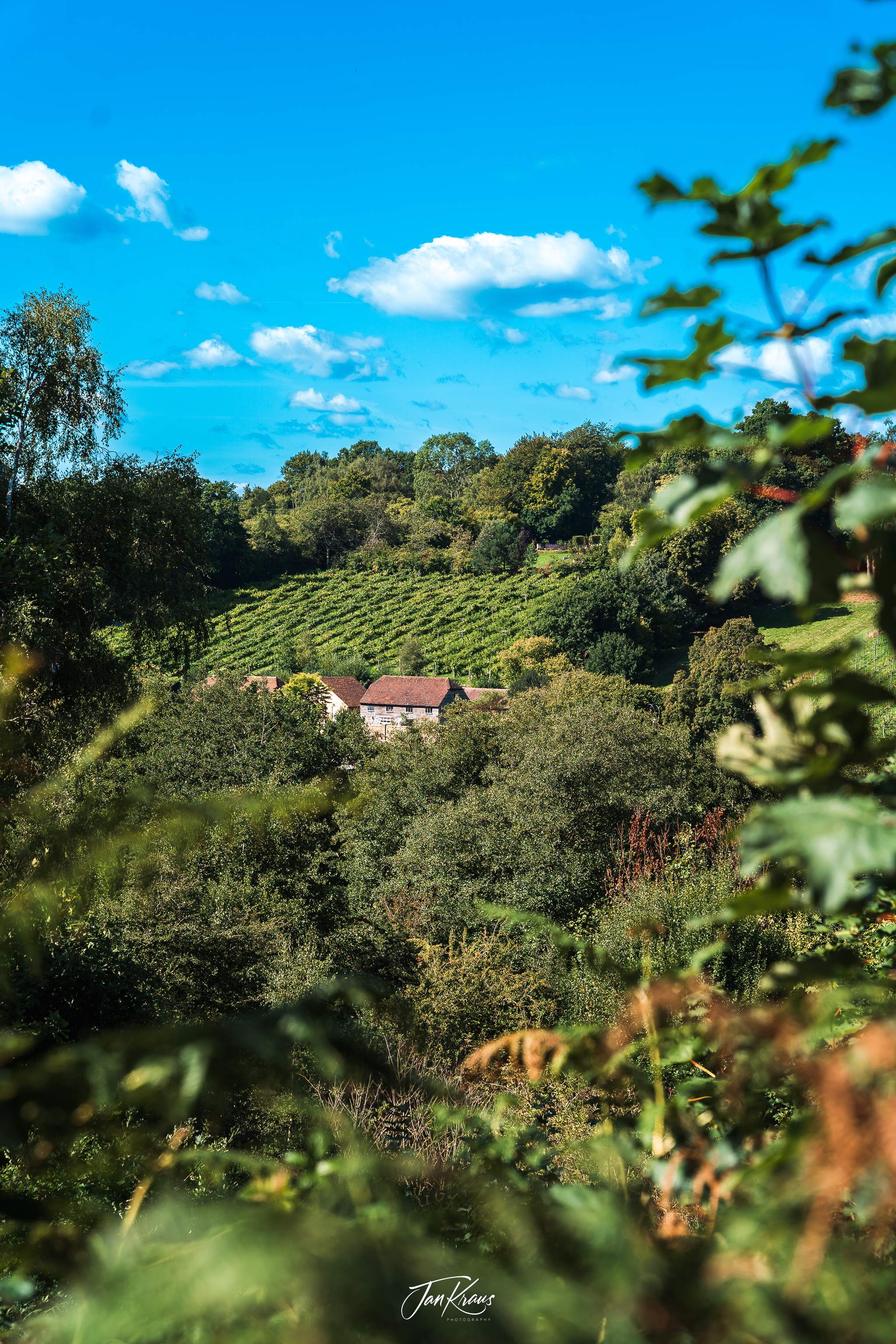 Views of Sanden Vineyard estate, East Sussex, England, UK