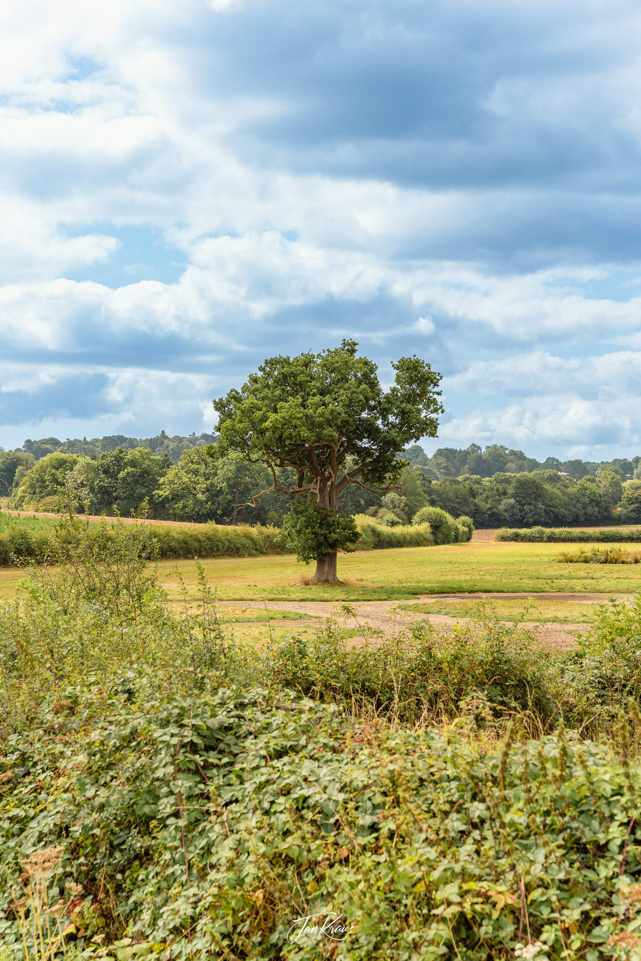 Lone tree in the pastures somewhere in Weald, Sussex, England, UK