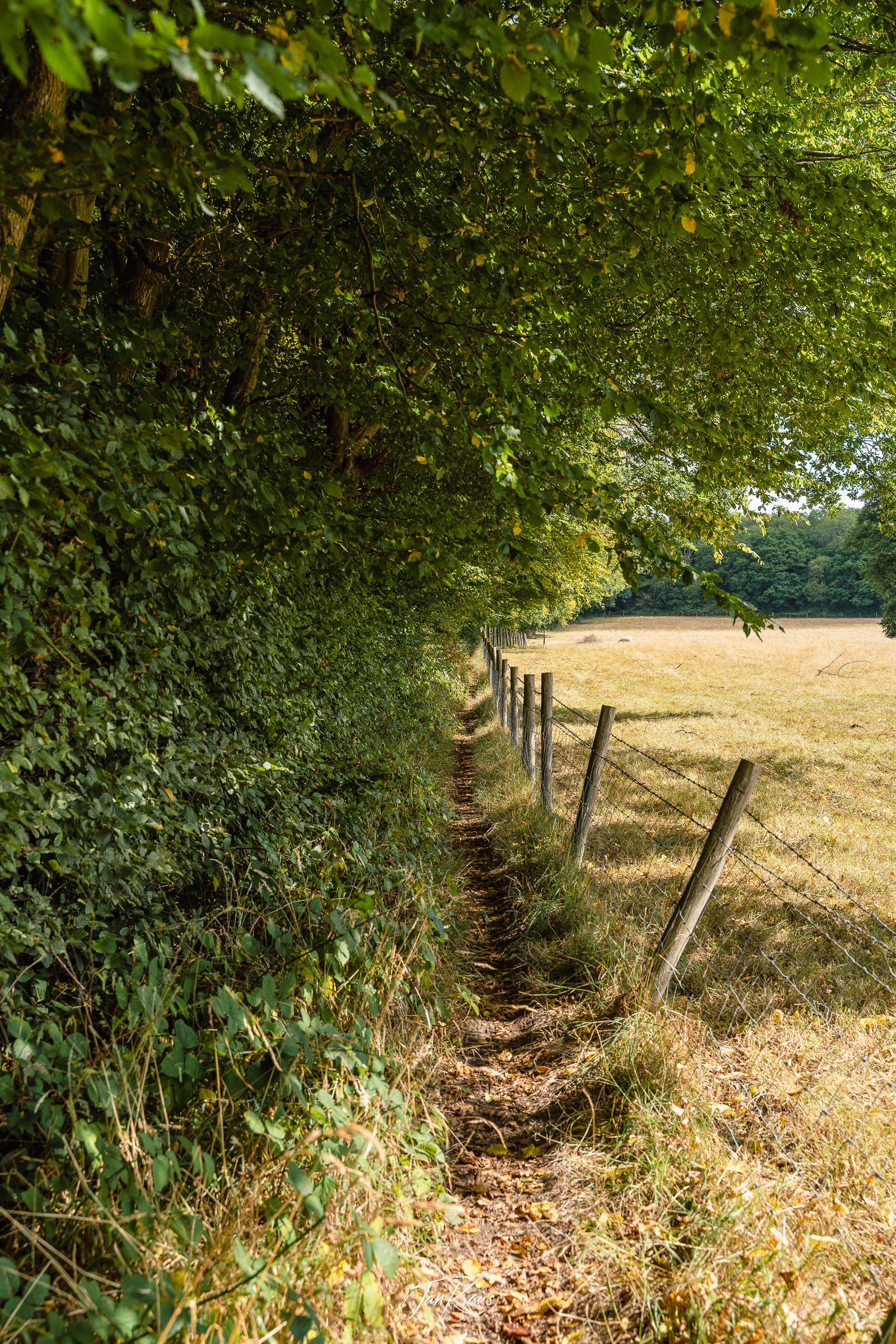 Narrow path next to a pasture, Sussex, England, UK
