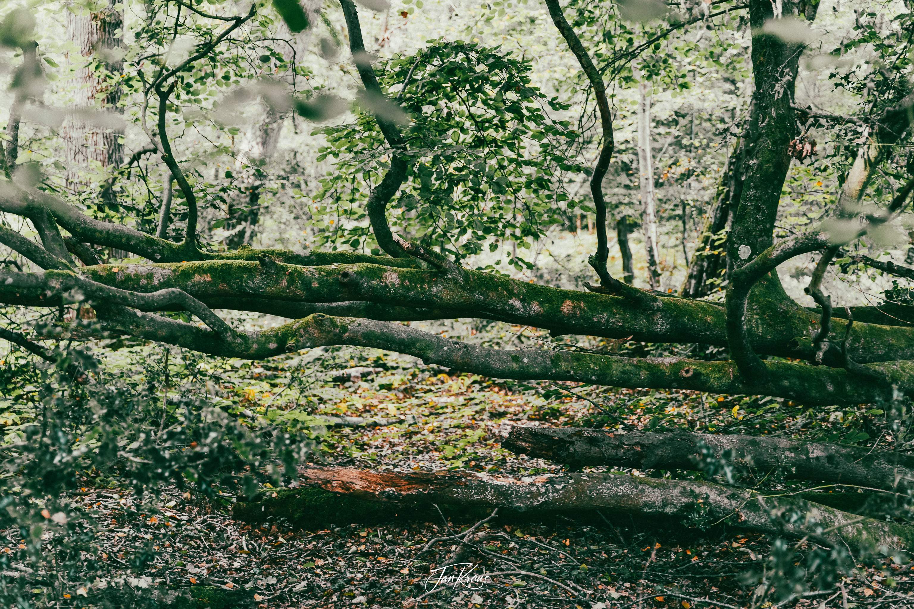 A fallen tree somewhere along the path, Weald, Sussex, England, UK