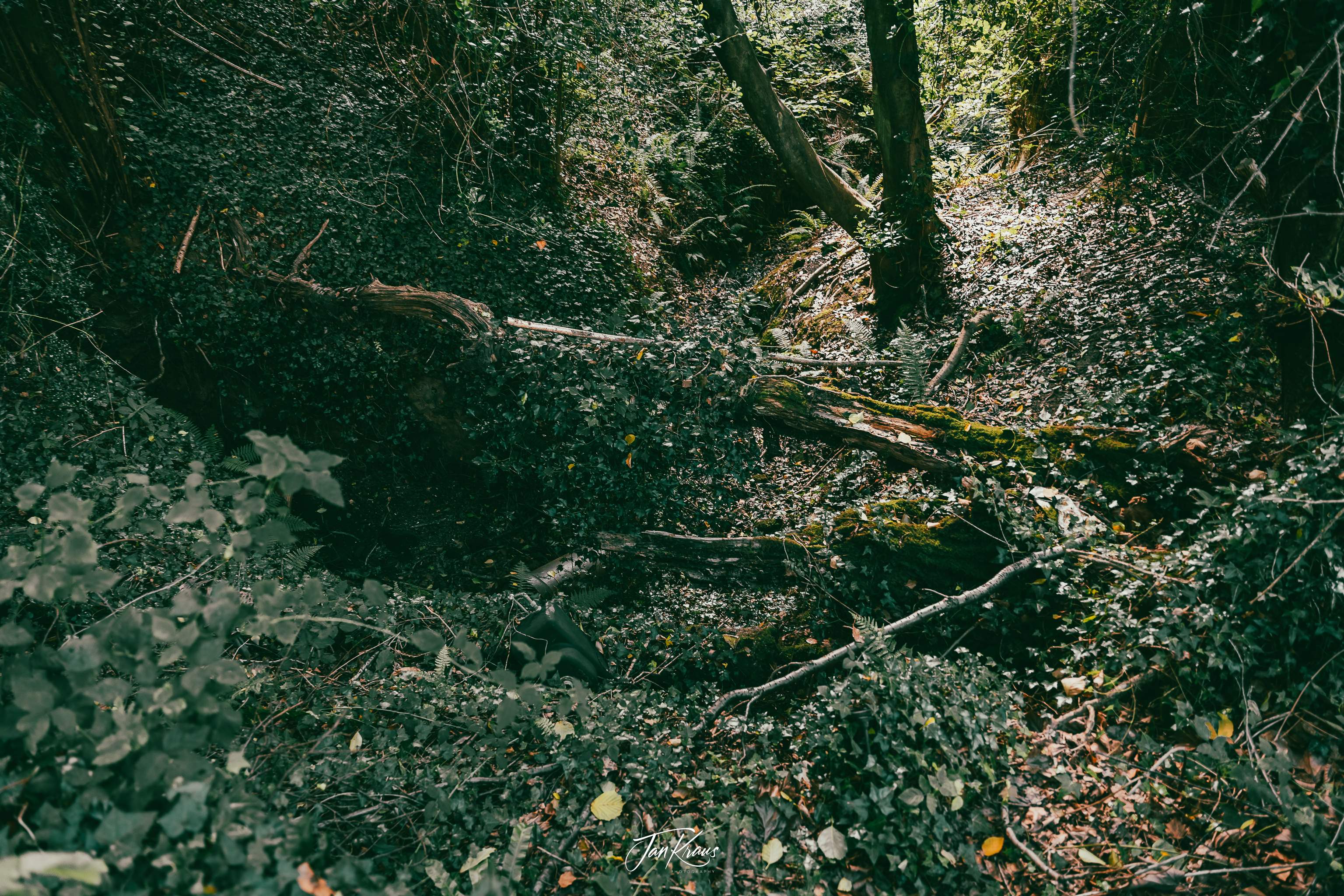 Old, fallen trees, covered with English ivy and moss, Weald, Sussex, England, UK