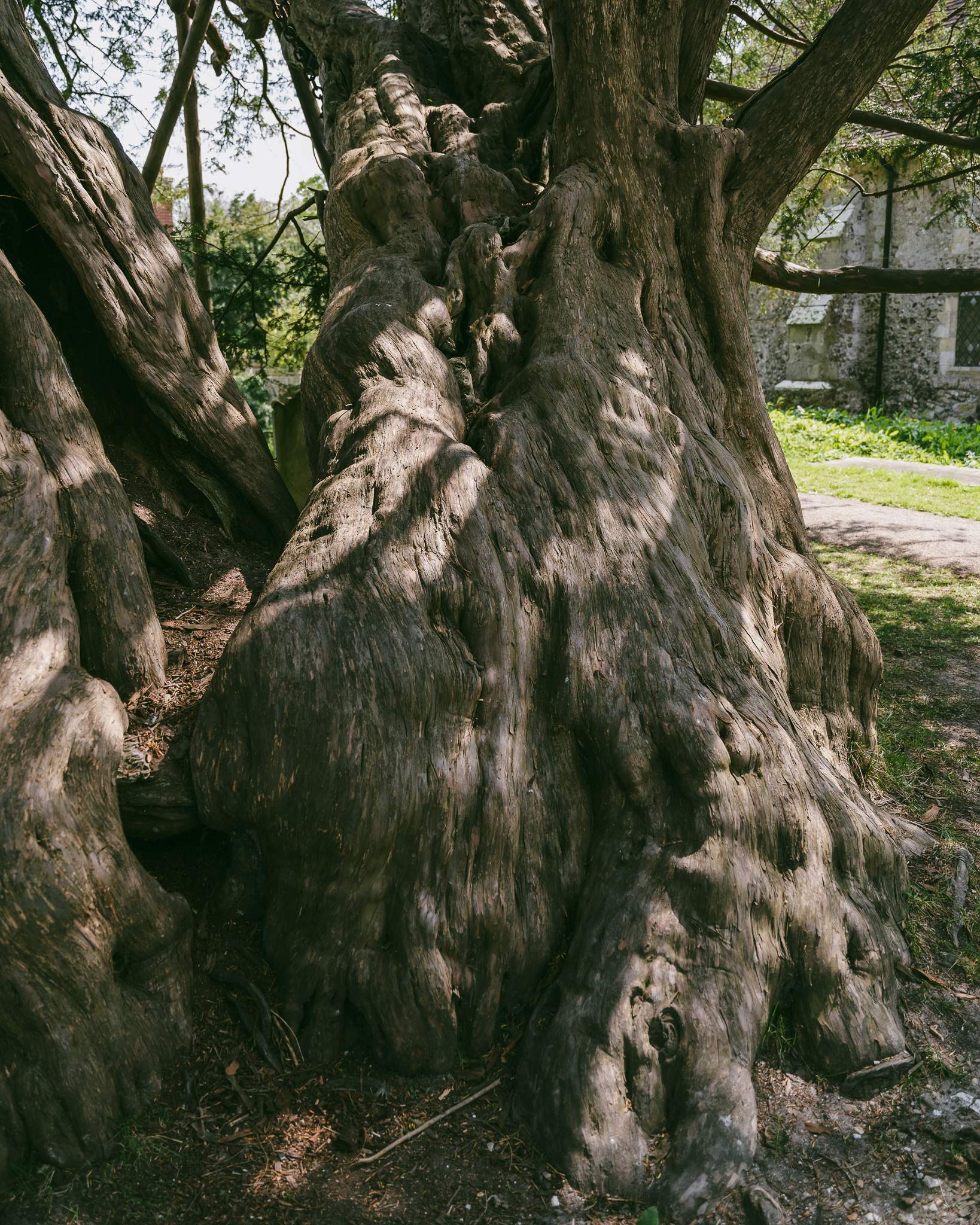 Yew tree in the churchyard of St. Mary and St. Peter's Church, Wilmington, East Sussex, England, UK